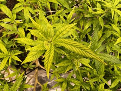 F2478D18-ADB6-4419-8A77-8B9BC7B892AE.jpeg F2478D18-ADB6-4419-8A77-8B9BC7B892AE.jpeg