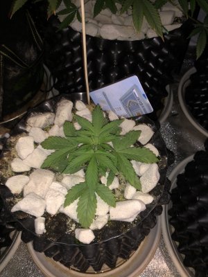 IMG_7415.JPG IMG_7415.JPG