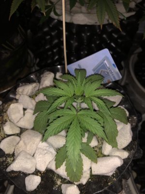 IMG_7441.JPG IMG_7441.JPG