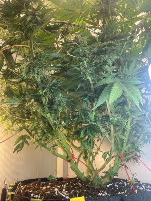 0CD30BFA-0BEE-40F3-B85B-452FE03115C6.jpeg 0CD30BFA-0BEE-40F3-B85B-452FE03115C6.jpeg