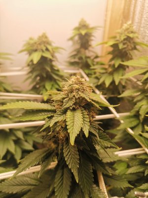 IMG_20221222_200558.jpg IMG_20221222_200558.jpg