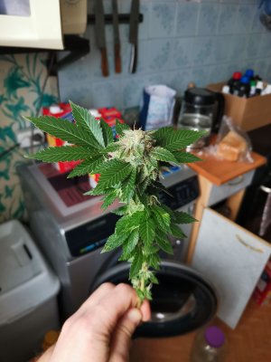 IMG_20221222_142342.jpg IMG_20221222_142342.jpg