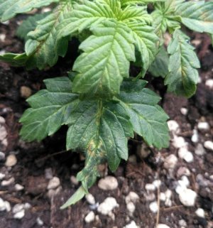 ewrt-2.jpg ewrt-2.jpg