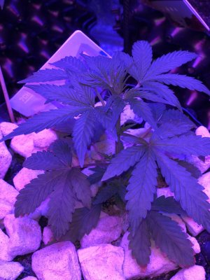 IMG_7462.JPG IMG_7462.JPG