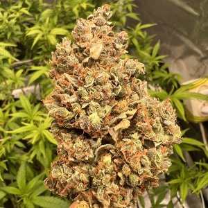 E239A7C9-F1A2-432D-9EA1-C92E7BB8D9C7.jpeg E239A7C9-F1A2-432D-9EA1-C92E7BB8D9C7.jpeg