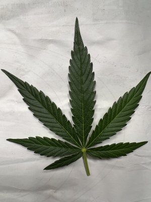 40C510BE-EA37-4E3F-B2BC-69AEF15EB9D4.jpeg 40C510BE-EA37-4E3F-B2BC-69AEF15EB9D4.jpeg