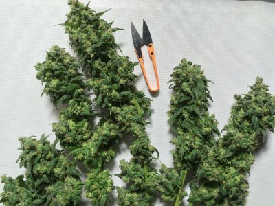 IMG_7893.JPG IMG_7893.JPG