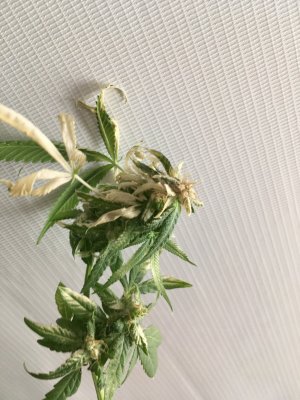 IMG_7907.JPG IMG_7907.JPG