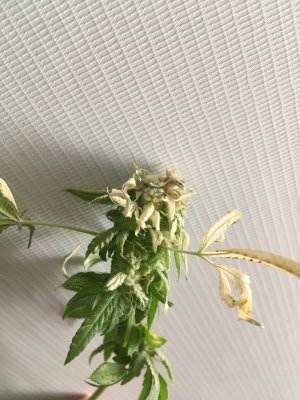 IMG_7908.JPG IMG_7908.JPG