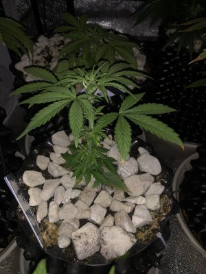 IMG_7486.JPG IMG_7486.JPG