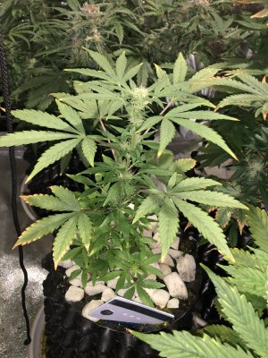 IMG_7570.JPG IMG_7570.JPG