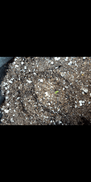 Screenshot_20230111-142716.png Screenshot_20230111-142716.png