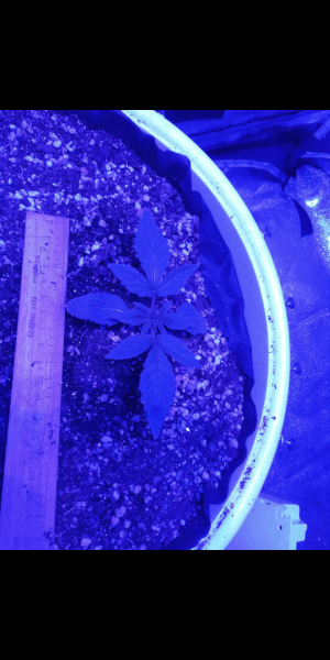 Screenshot_20230111-161537.png Screenshot_20230111-161537.png