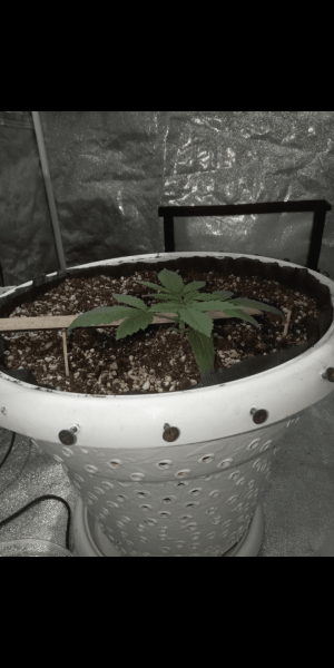 Screenshot_20230111-163918.png Screenshot_20230111-163918.png