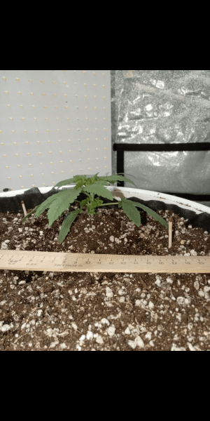 Screenshot_20230111-165341.png Screenshot_20230111-165341.png