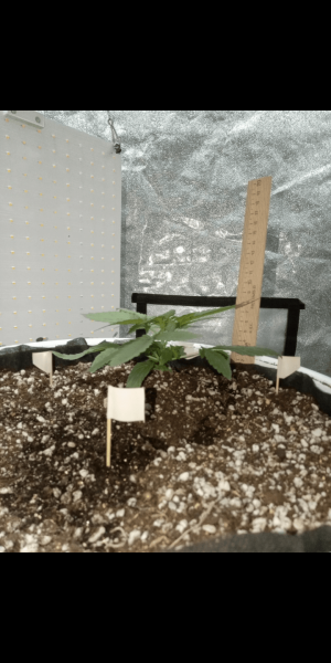 Screenshot_20230111-170235.png Screenshot_20230111-170235.png