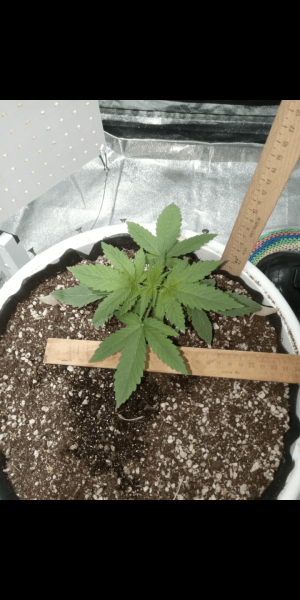 Screenshot_20230111-170244.png Screenshot_20230111-170244.png