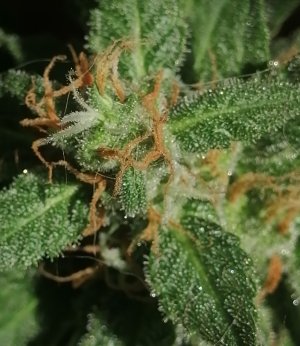 IMG_20210704_103658.jpg IMG_20210704_103658.jpg