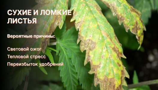 Сухие и ломкие листья конопли Сухие и ломкие листья конопли