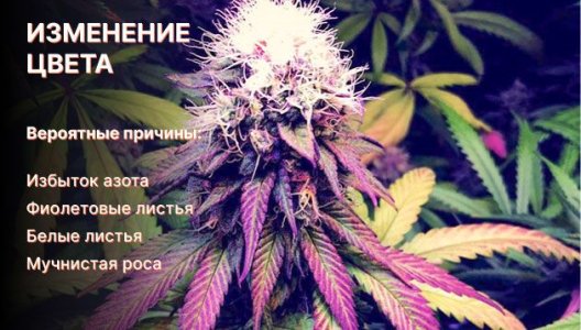 Изменение цвета листьев конопли Изменение цвета листьев конопли