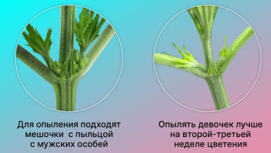 Когда производить опыление конопли Когда производить опыление конопли