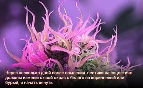 Опыление конопли в индоре Опыление конопли в индоре