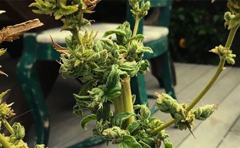 Ревегетация конопли Ревегетация конопли