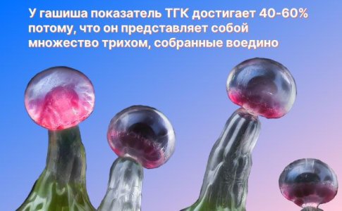 Эффект гашиша Эффект гашиша