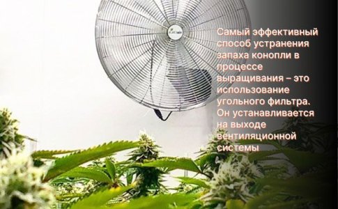 Как избавиться от запаха конопли при выращивании Как избавиться от запаха конопли при выращивании