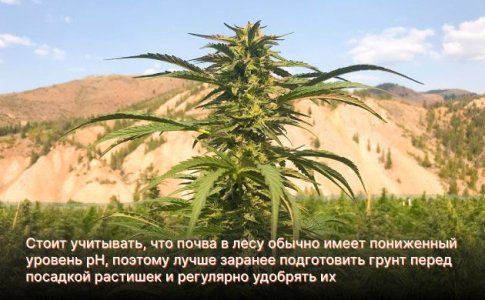 Выращивания конопли в аутдоре Выращивания конопли в аутдоре