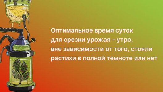 подготовка куста конопли к харвесту подготовка куста конопли к харвесту