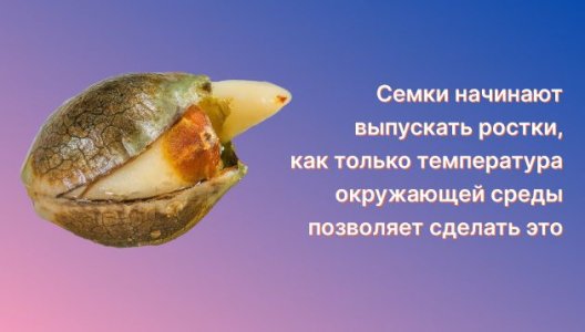 Семена конопли в естественной среде Семена конопли в естественной среде