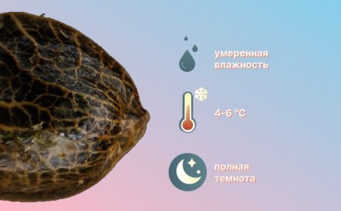 Долгосрочное хранение семян конопли Долгосрочное хранение семян конопли