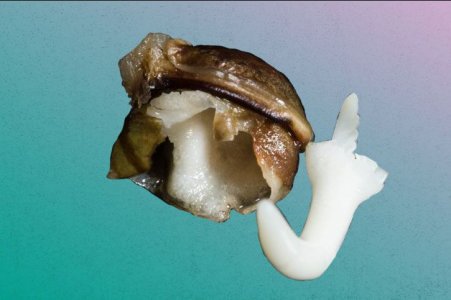 Семки конопли проклюнулись, показали хвостик и умерли. В чем причина? Семки конопли проклюнулись, показали хвостик и умерли. В чем причина?