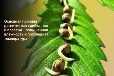 Появление грибка и плесени Появление грибка и плесени