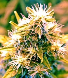 1625752644757.png 1625752644757.png