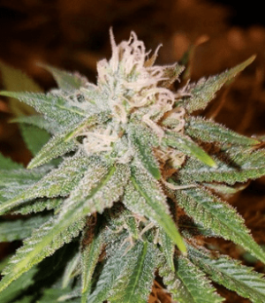 1626267365557.png 1626267365557.png