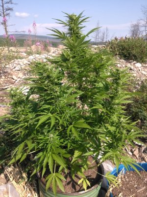 IMG-20210715-WA0008.jpg IMG-20210715-WA0008.jpg