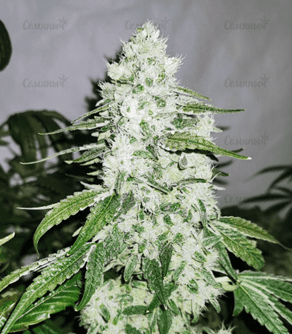 1626882533779.png 1626882533779.png