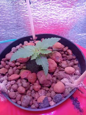 68c1f7e9-bcf1-48b0-ba10-0a1bf495c0a8.jpg 68c1f7e9-bcf1-48b0-ba10-0a1bf495c0a8.jpg