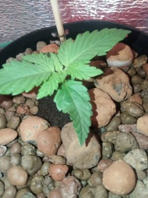 e1dd25ff-0080-4f3a-9205-8b13963b1f95.jpg e1dd25ff-0080-4f3a-9205-8b13963b1f95.jpg