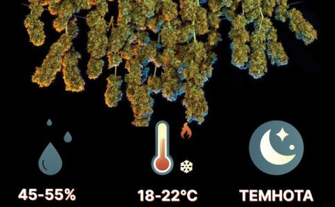 Сушка шишек конопли