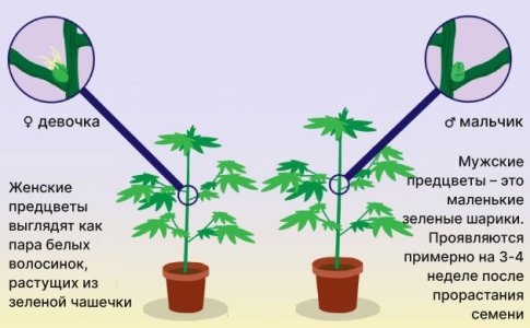 Женские и мужские кусты конопли Женские и мужские кусты конопли