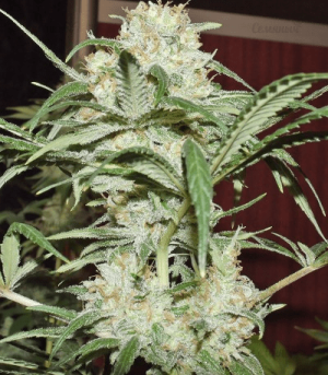 1631030812904.png 1631030812904.png