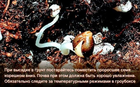 Высадка проросших семян конопли в грунт Высадка проросших семян конопли в грунт