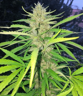 1631194648870.png 1631194648870.png