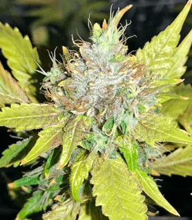 1631194676844.png 1631194676844.png