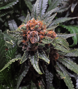 1631789121690.png 1631789121690.png