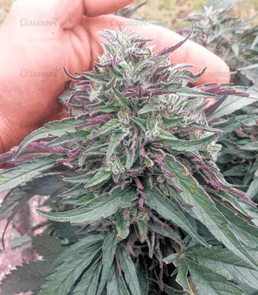 1631789156047.png 1631789156047.png