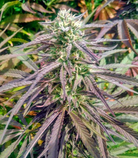 1631867472264.png 1631867472264.png